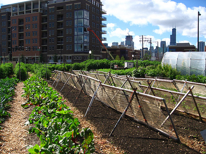 Gemeinschaftsgarten in Chicago