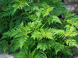 Ragweed, Foto © Parlamentsdirektion Kinderbüro / Franz Stürmer