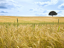 Ein einsamer Baum steht in einem goldenen Weizenfeld.