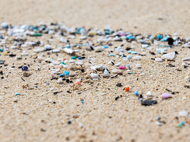 Vögel, Fische und andere Lebewesen schlucken die kleinen Mikroplastikteile