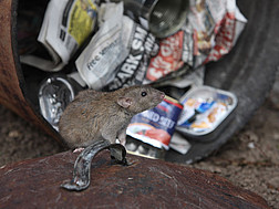 Eine Ratte vor einer umgefallenen Tonne mit Müll