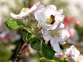 Biene auf einer Apfelblüte