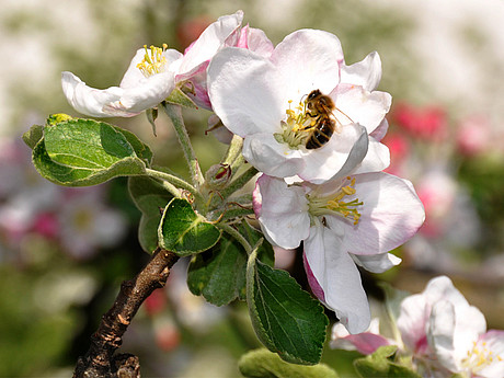 Biene auf Apfelblüte