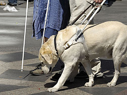 Ein Blindenhund führt blinde Menschen auf ihrem Weg.