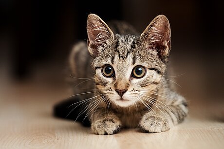 Junge getigerte Katze lauert