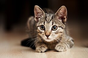 Junge getigerte Katze lauert
