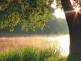 Ein Baum am Fluss bei Sonnenuntergang
