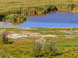 Schilfgürtellandschaft rund um den Neusiedlersee