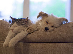 Katze und Hund schlafen nebeneinander auf einem Sofa.