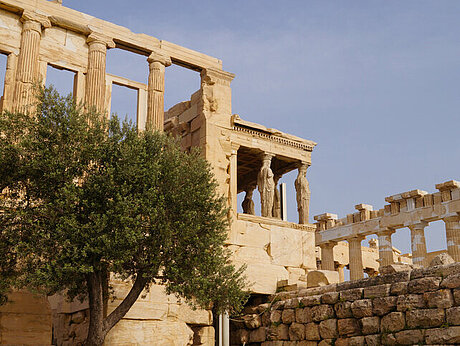 Olivenbaum vor der Akropolis in Athen