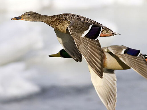 Zwei Enten im Flug