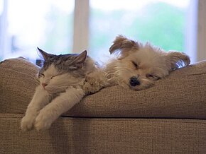 Hund und Katze schlafen nebeneinander auf einer Couch