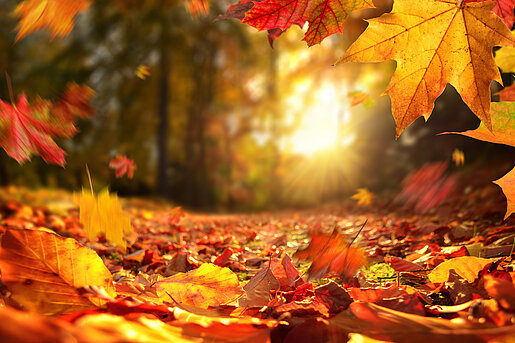 Herbststimmung
