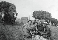 Schwarz Weiß Bild mit sitzenden Erntehelfern und zwei Kühen im Hintergrund 