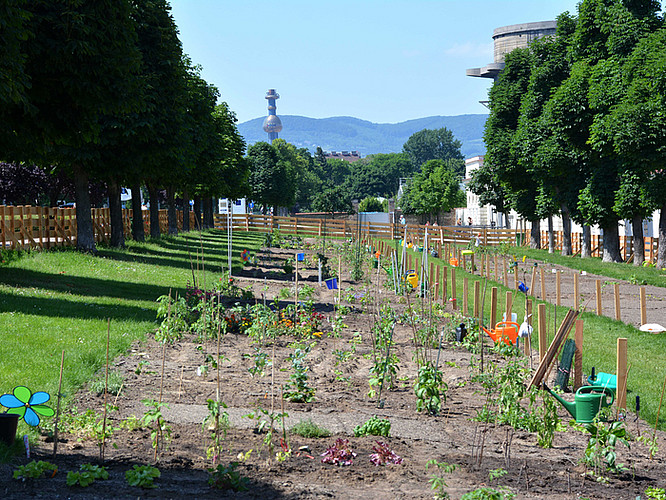 Gemeinschaftsgarten am Augarten