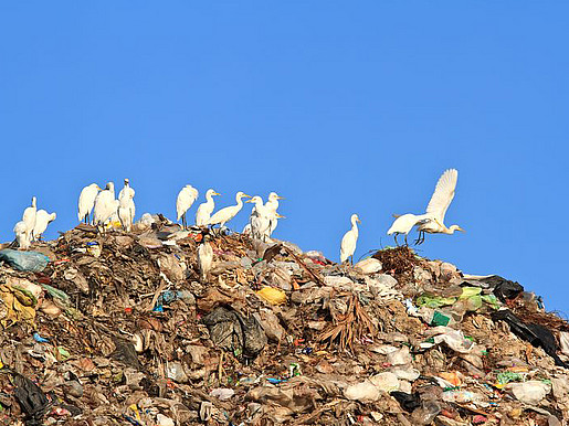 Vögel sitzen auf einem großen Müllberg.