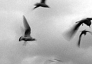 Schwarz Weiß Aufnahme zeigt Vögel im Himmel.