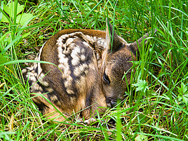 Ein Rehkitz liegt eingerollt auf einer Wiese.