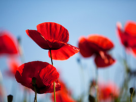 Ein Feld voller roter Mohnblumen