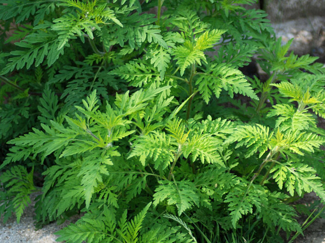 Beifußblättriges Traubenkraut (Ragweed)