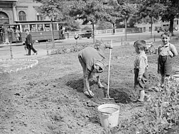 Eine Frau baut nach dem Zweiten Weltkrieg Gemüse nahe der Votivkirche an, neben ihr zwei Kinder 