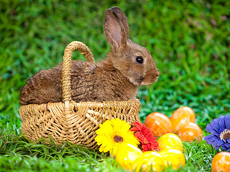 Ein Hase sitzt in einem Korb, runderherum Blumen und bunte Eier