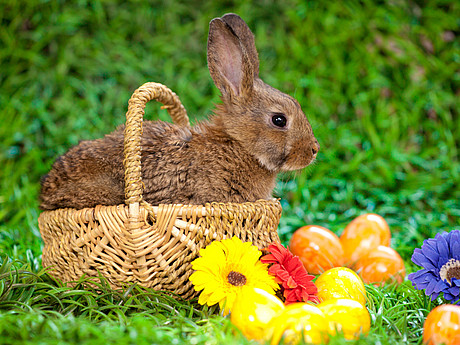 Osterhase