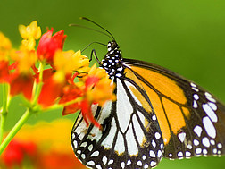 Ein Monarchschmetterling trinkt von einer Blüte.