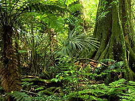 Ein Dschungel mit riesigen Baumstämmen und vielen unterschiedlichen Pflanzen