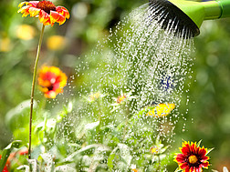 Blumen werden mit einer Gießkanne gegossen.