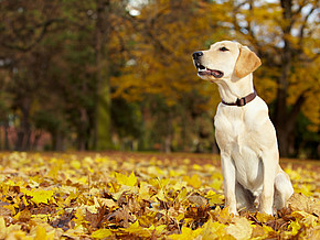 Labrador-Retriever sitzt auf einer Wiese