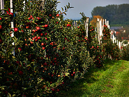 Plantage mit Apfelbäumen 