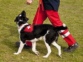 Ein Rettungshund unterstützt die Rettungskräfte.