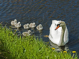 Eine Schwanfamilie beim Ufer eines Baches