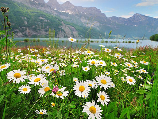 Eine Gänseblümchen Wiese vor dem Bergsee