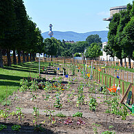 Ein Gemüsegarten im Augarten in Wien